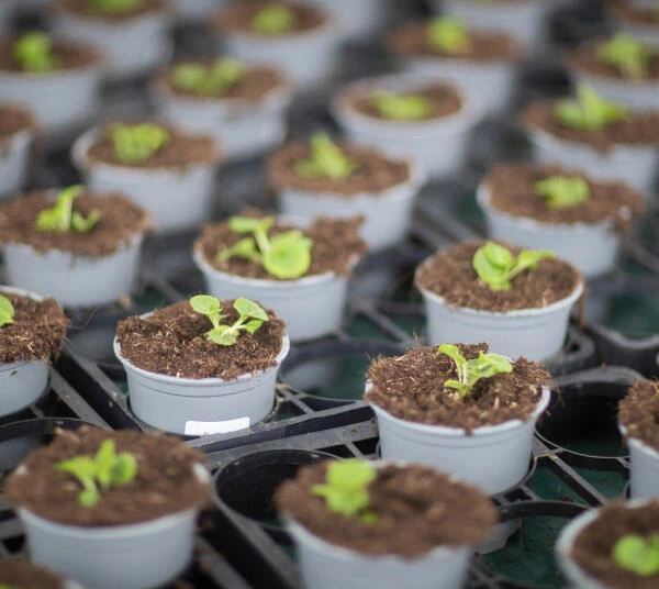 Kleine potjes aarde met plantjes van Klasmann-deilmann
