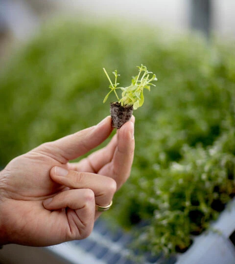 mini plantje tussen de vingers van een Klasmann-deilmann medewerker
